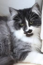 Beautiful Black And White Cat Pictures Titran S Going First Norwegian Forest Cat Cats Forest Cat