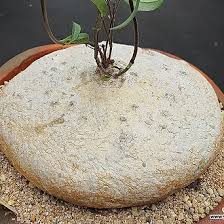 Image result for Raphionacme procumbens