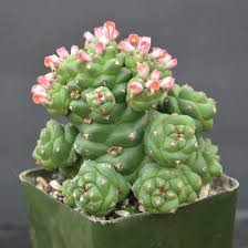 Image result for Monadenium discoideum