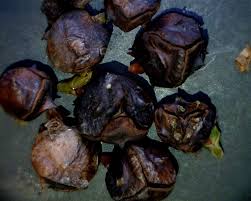 Image result for kabatina thujae