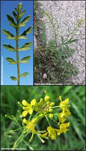 Image result for Rorippa