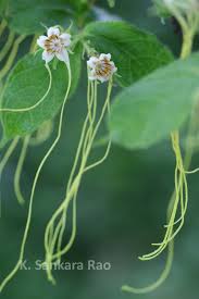 Image result for Strophanthus kombe