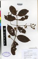 Image result for Combretum fuscum