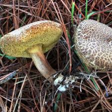 Image result for Xerocomellus diffractus