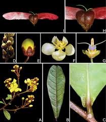 Image result for Acridocarpus chloropterus