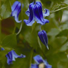 Maybe you would like to learn more about one of these? Roguchi Clematis Plant Addicts