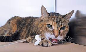 For cats, pain encompasses more than just the i hurt sensation, but also the overall distress that it can cause. Palliative Management Of Cancer Pain In A Geriatric Cat Clinician S Brief