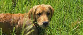 Why Do Dogs Eat Grass Dog S Q A Vetbabble