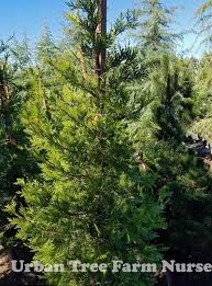 Image result for Calocedrus decurrens