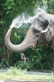 Elephant Playing With Water Elephants Playing Elephant Photography Elephants Photos