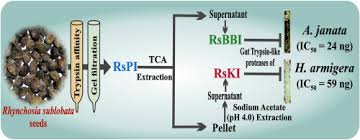 Image result for Rhynchosia sublobata