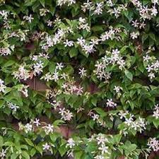 Its ability to adapt to all types of position makes it an excellent choice for beginners. Star Jasmine Best Climbing Plant For Shade The Best Climbing Plant For Shade In Landscaping And Outdoor Building Category Shade Plants Climbing Plants Plants