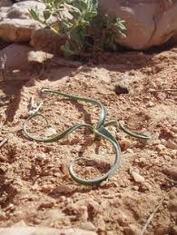 Image result for Dipcadi brevifolium