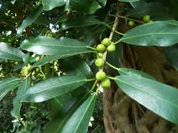 Image result for Ficus craterostoma