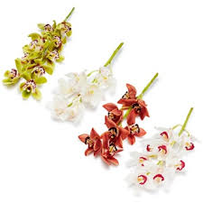 Image result for Monocymbium