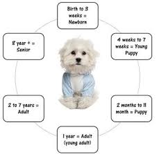 Maltese Puppy And Dog Age Equivalence Milestones