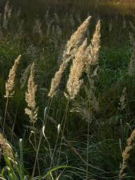 Image result for Agrostis epigejos