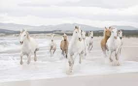 Pin Su The Noble Horse