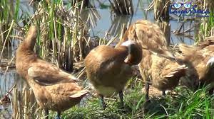 Tingkat kelembapan nisbi di kota ini adalah ±80% per tahun. Bebek Di Sawah Youtube