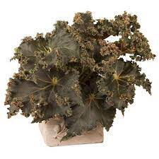 Pin On Logee S Foliage Plants