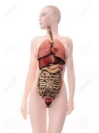 Let's cover the major organs of the. Internal Human Organs Woman Stock Photo Picture And Royalty Free Image Image 8749285