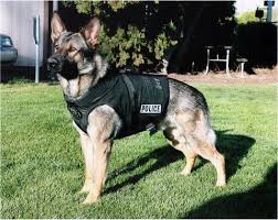 German Shepherd Police Dog Police Dogs Police Dog Training Working Dogs