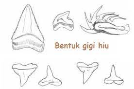 Pada umumnya, invisalign tidak jauh berbeda dengan kawat gigi. Nih Kaunikan Fakta Wacana Gigi Hiu Luas Laut