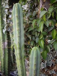 Image result for Erythroxylum platycladum