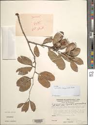 Image result for Cynometra alexandri