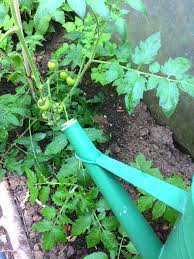 Pull up the plant and dispose of it without adding it to compost to avoid spreading the disease. How To Deal With Blossom End Rot In Tomatoes Zucchini More