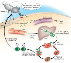 The sexual phase is called sporogony and results in the development of innumerable infecting forms of the parasite within the mosquito that induce disease in the human. Schematic Life Cycle Of Malaria In Humans Sporozoites Are Injected Download Scientific Diagram