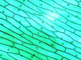 1.what is the power of the ocular or eye piece of this microscope? Plant Cell Under The Microscope 1 Microscopic Images Microscopic Photography Plant Cell