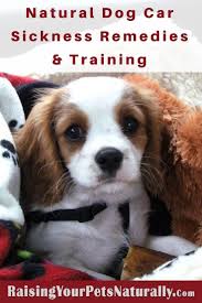 Conventional veterinarians have a number of prescription medications available to prescribe for dogs with serious motion sickness. Dog Car Sickness And What You Can Give A Dog For Car Sickness How To Prevent A Dog From Getting Car Sickness Car Sick Sick Dog Remedies Dog Car