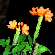 Image result for Crossandra infundibuliformis