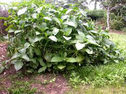 Image result for Brillantaisia cicatricosa