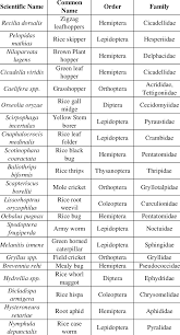 There is also an ant of the week with more. Major Pests Of Rice Download Table