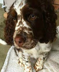 Black And White English Springer Spaniel Hunting Those Spots Tho Springer Spaniel English Cocker Spaniel Spaniel