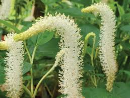 Image result for Cissus schmitzii