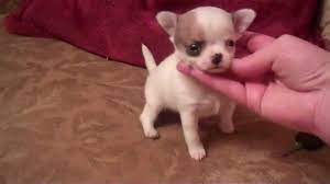 Chihuahua Puppies For Sale In Houston Texas Petsidi