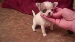 As you may expect, this dog is a cross between a chihuahua chiweenies are smart animals and learn very well as puppies. Chihuahua Puppies For Sale In Houston Texas Petsidi