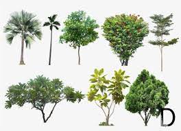 20 Tree Png Images For Architecture Landscape Interior High Resolution Trees Png Free Transparent Png Landscape Sketch Interior Rendering Trees Top View