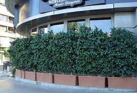 Image result for ficus benjamina en casa
