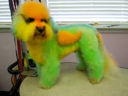 The fashion for haircuts and styling changes, but the tail of the pomeranian spitz should be snug against the back! Tye Dye Dogs No Joe Schmo