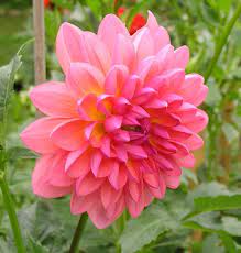 Plant Database Entry For Dahlia Jabberbox With 4 Images And 25 Data Details Plants Plant Database Dahlia