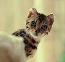 It is very elegant and wendy looks beautiful in it. Pin By Edita MatijosiutÄ— On Animal Cute Cats Animals Furry Friend