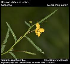 Image result for Chamaecrista paralias
