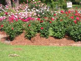 Rose Garden Ideas Pictures Rose Garden Ideas Rose Garden Landscaping Rose Garden Design Garden Design Plans Small Garden Landscape