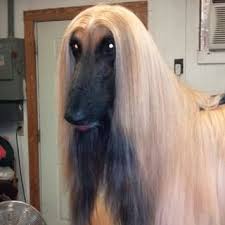 This Pooch With Pin Straight Locks Short Hair Twist Styles Hair Styles Hot Hair Styles