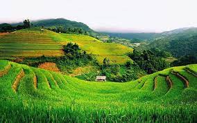 Pemandangan sawah padi di kuala pilah. Pemandangan Sawah Padi Beautiful Vietnam Scenery Landscape Wallpaper
