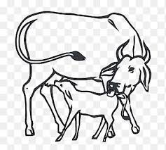 Australian brahman breeders' association limited. Indian National Congress Brahman Cattle Calf Cow Horse White Png Pngegg